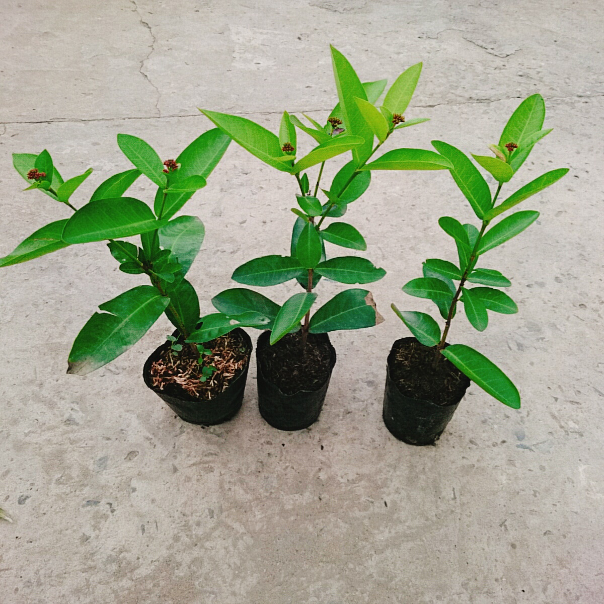 Cây Trang Tím Sen Vĩnh Châu