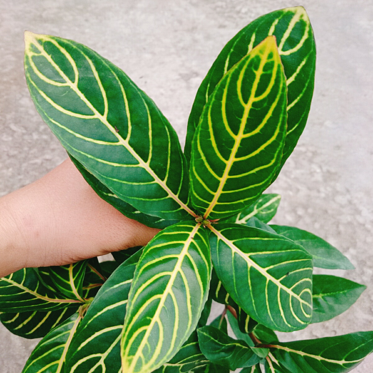 Cây Lá Khôi