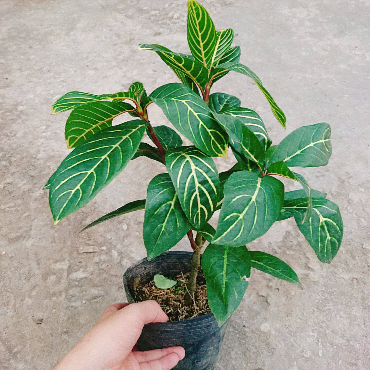 Cây Lá Khôi