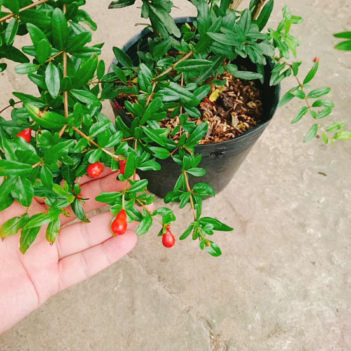 Cây Lựu Đỏ Ấn Độ