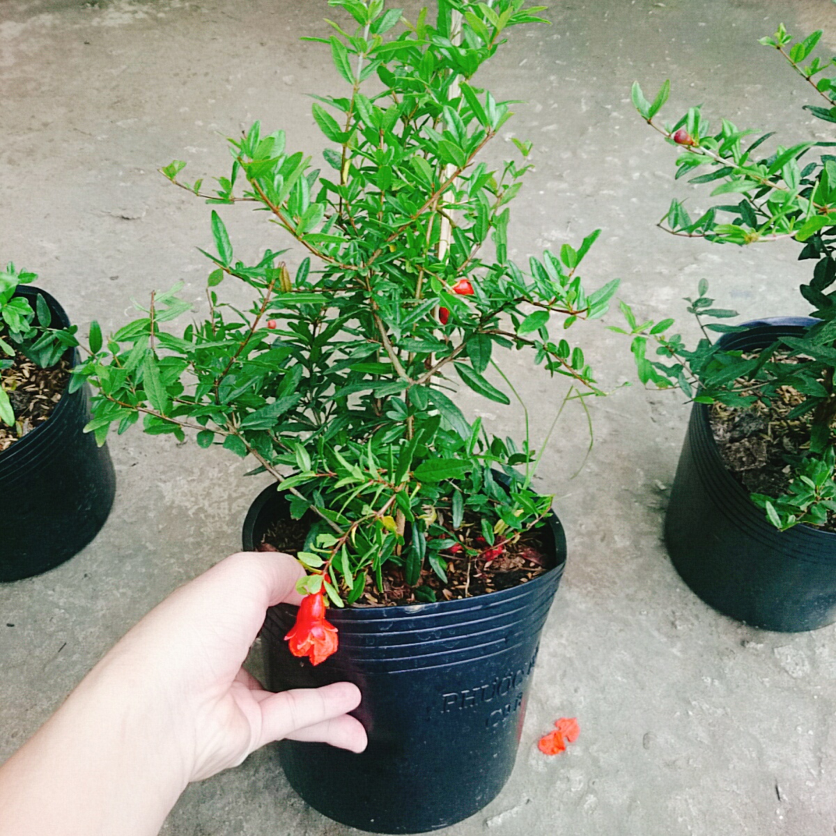 Cây Lựu Đỏ Ấn Độ