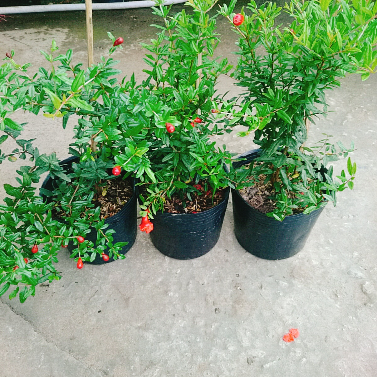 Cây Lựu Đỏ Ấn Độ