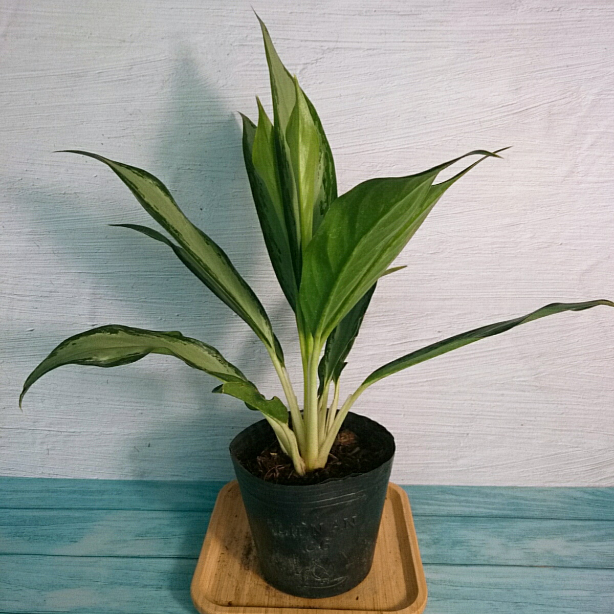 Cây Giữ Tiền