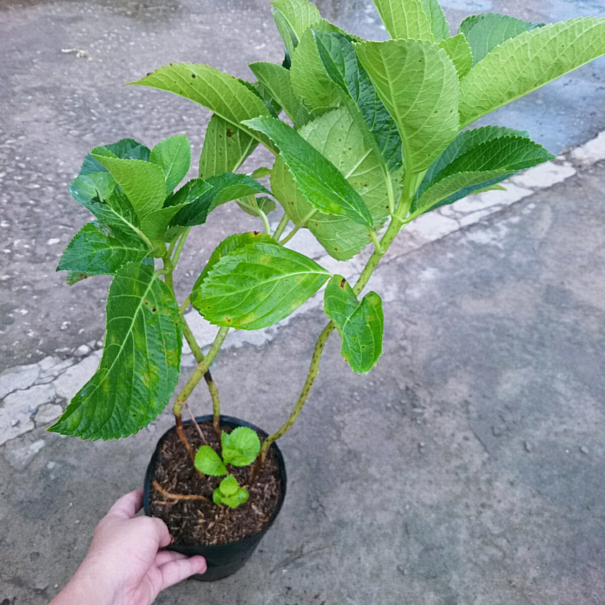 Cây Cẩm Tú Cầu (Lớn)