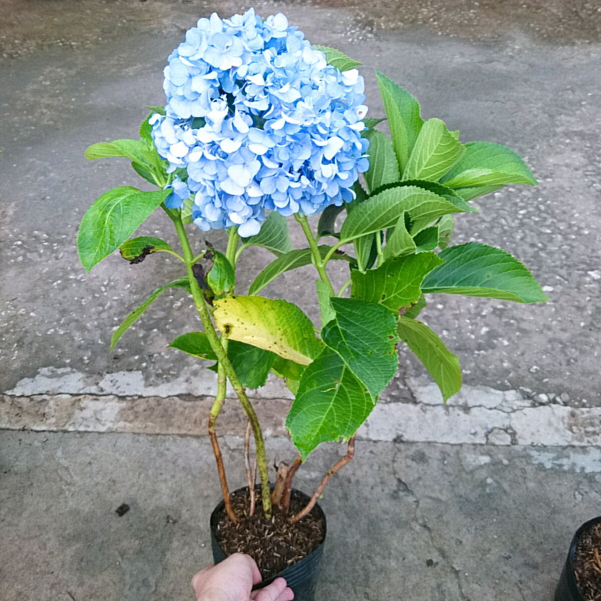 Cây Cẩm Tú Cầu (Lớn)