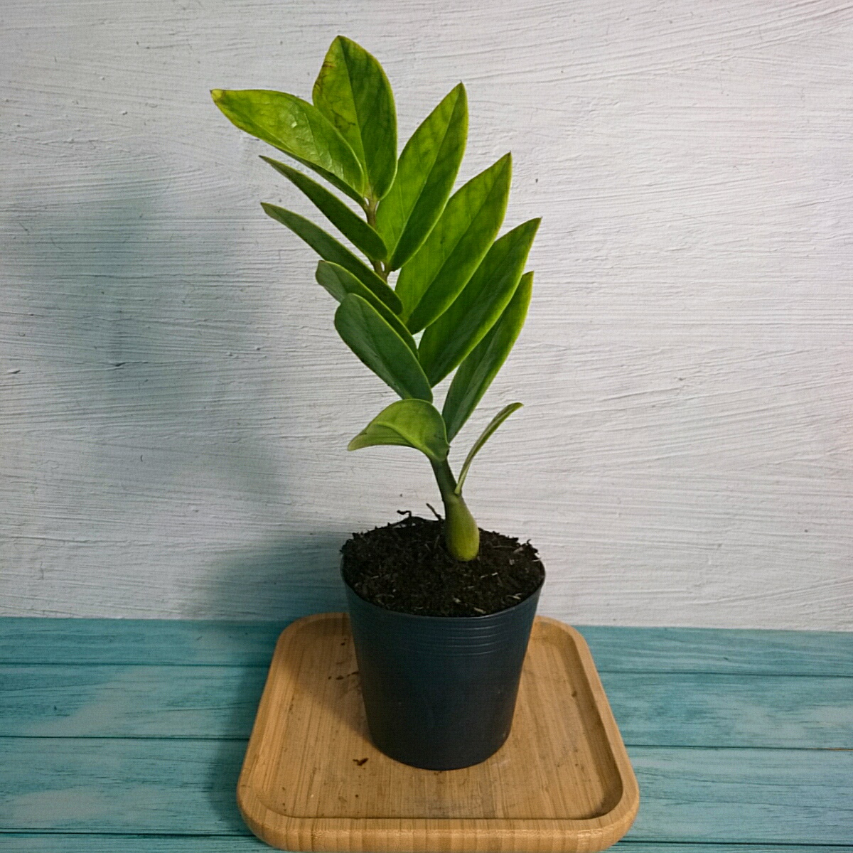 Cây Kim Tiền Mini