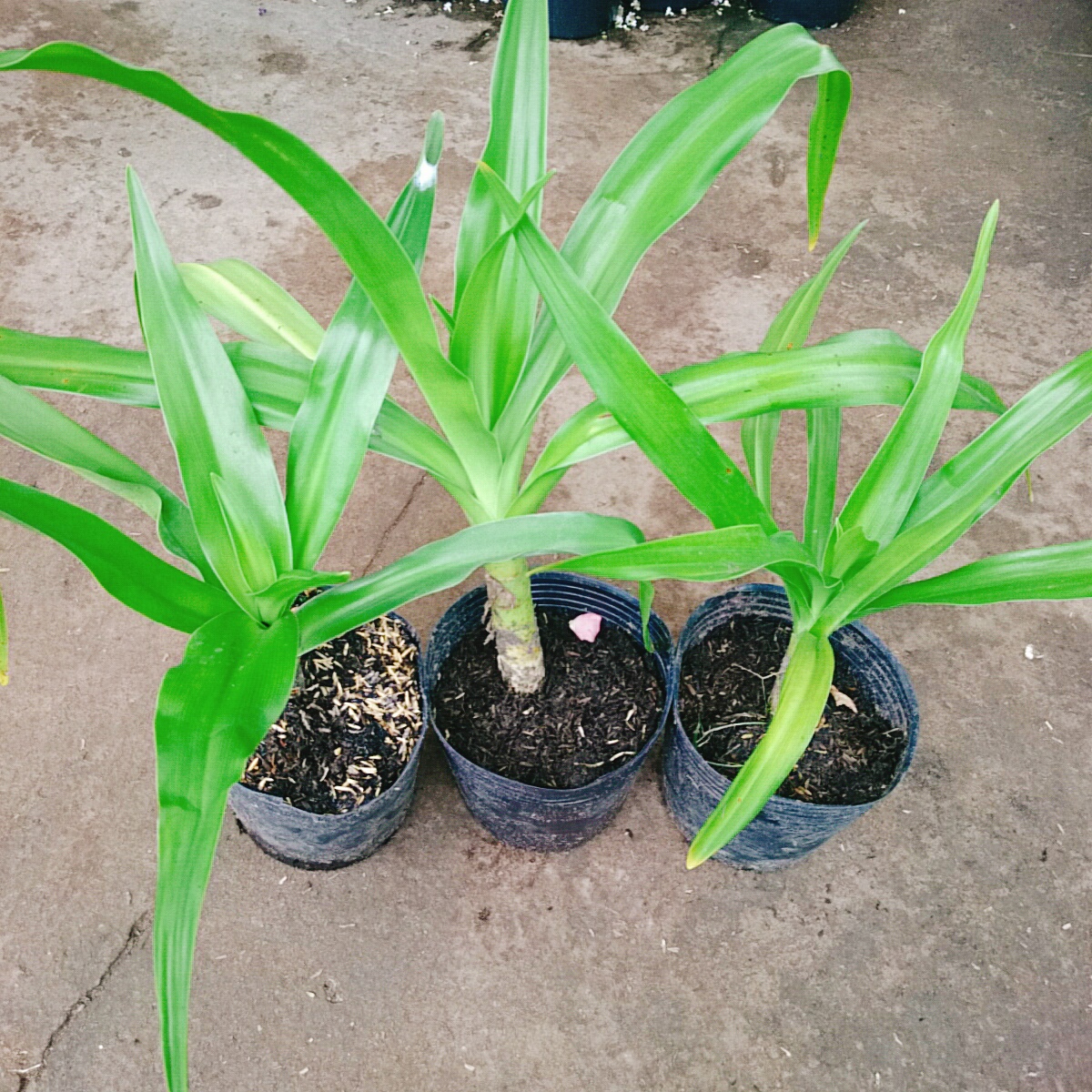 Cây Tướng Quân