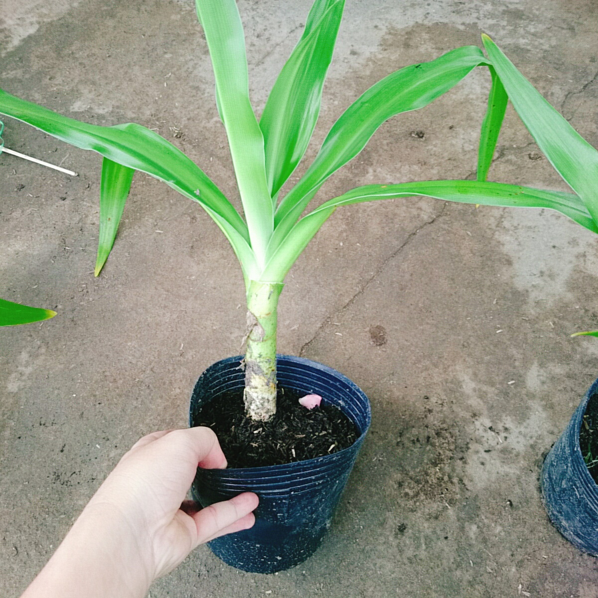 Cây Tướng Quân