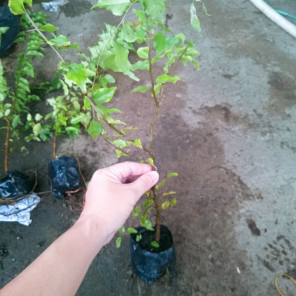 Cây Hồng Quân