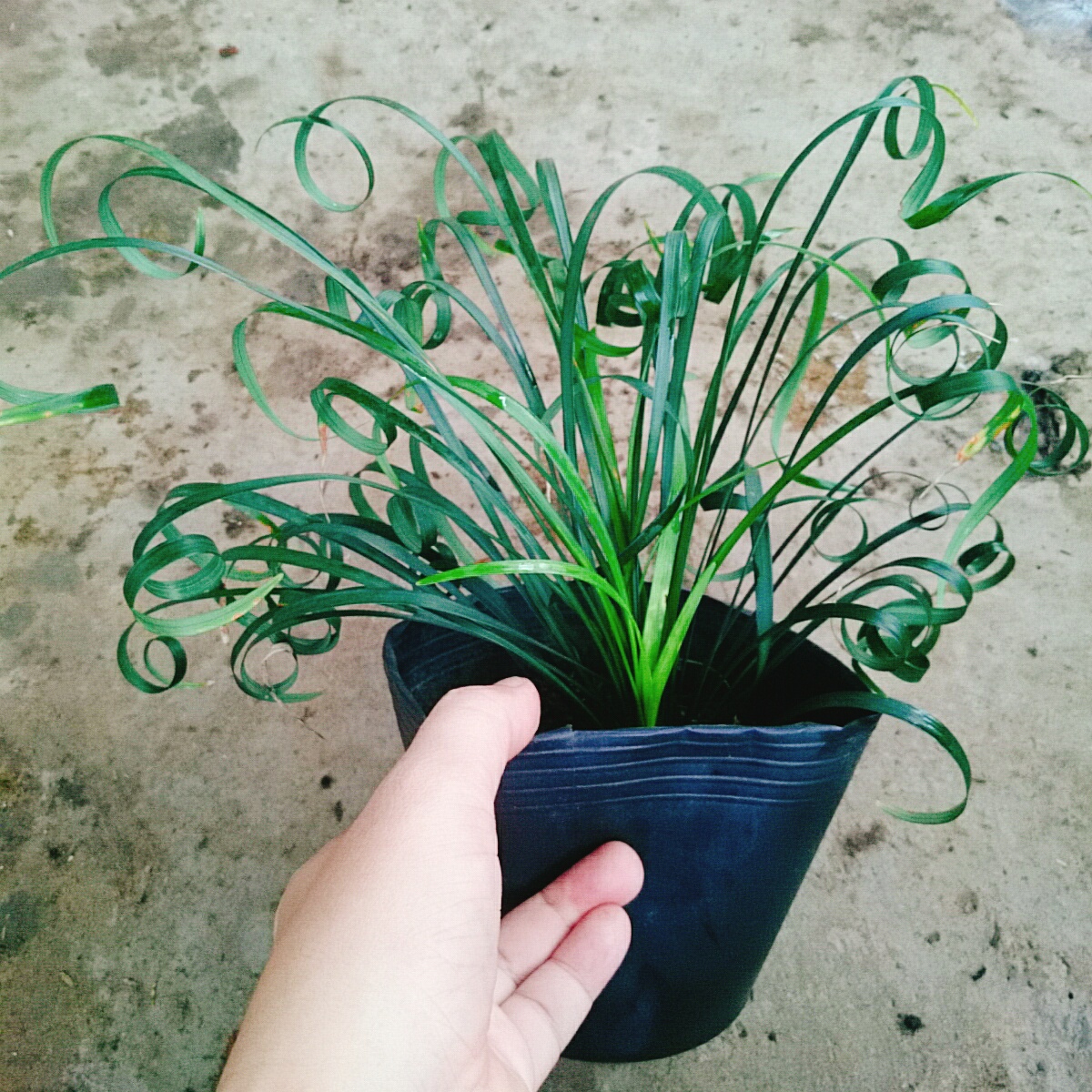 Cây Ngải Lá Quắn