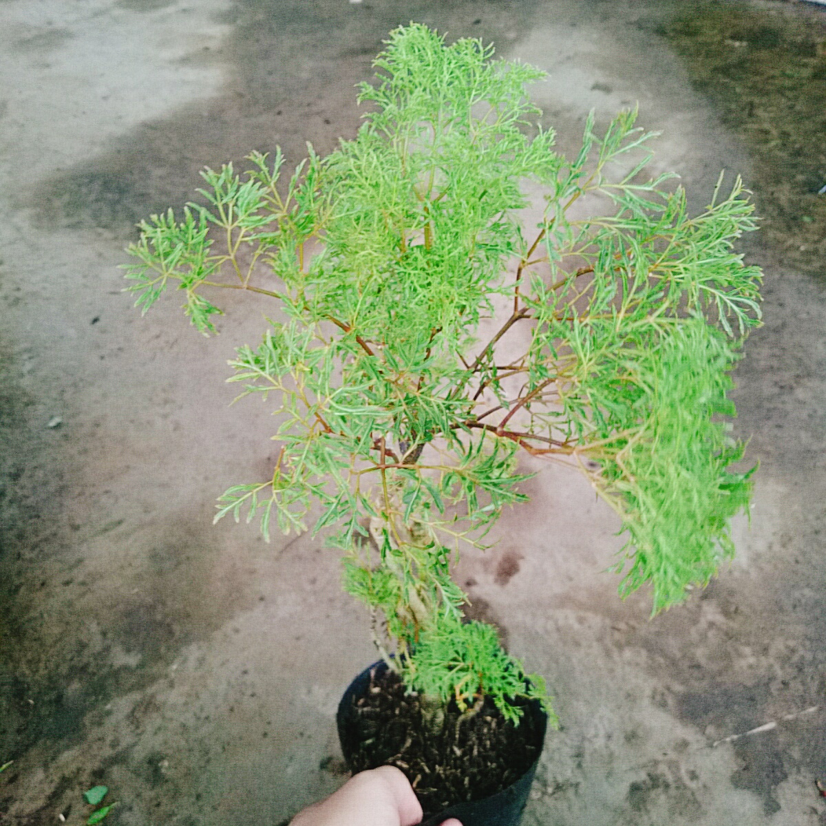 Cây Đinh Lăng