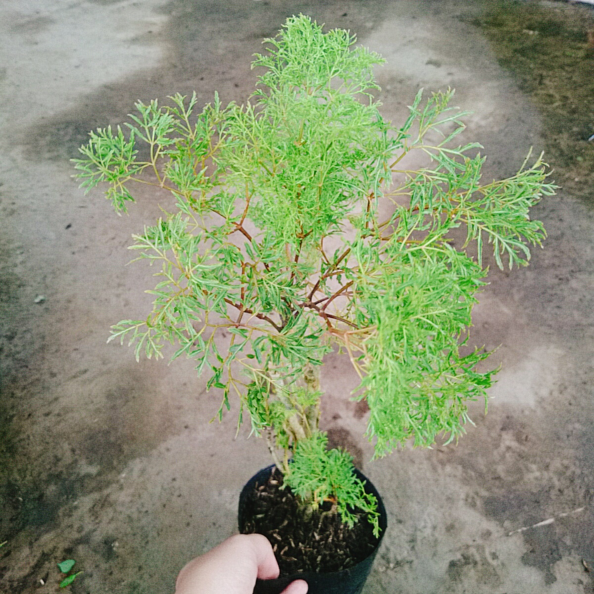 Cây Đinh Lăng