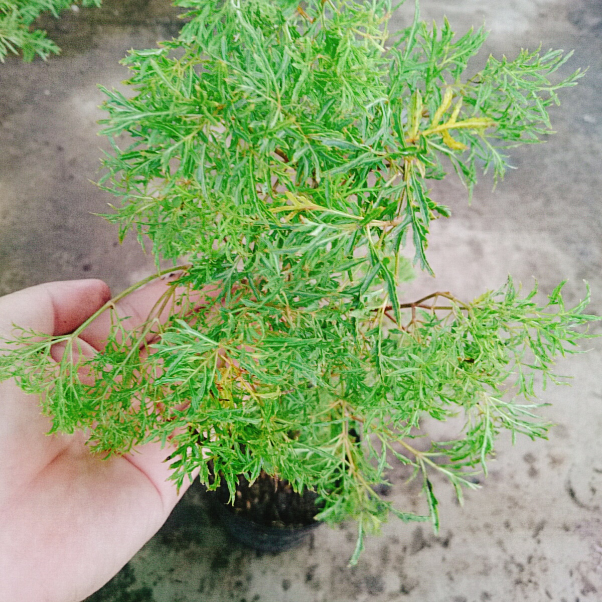 Cây Đinh Lăng