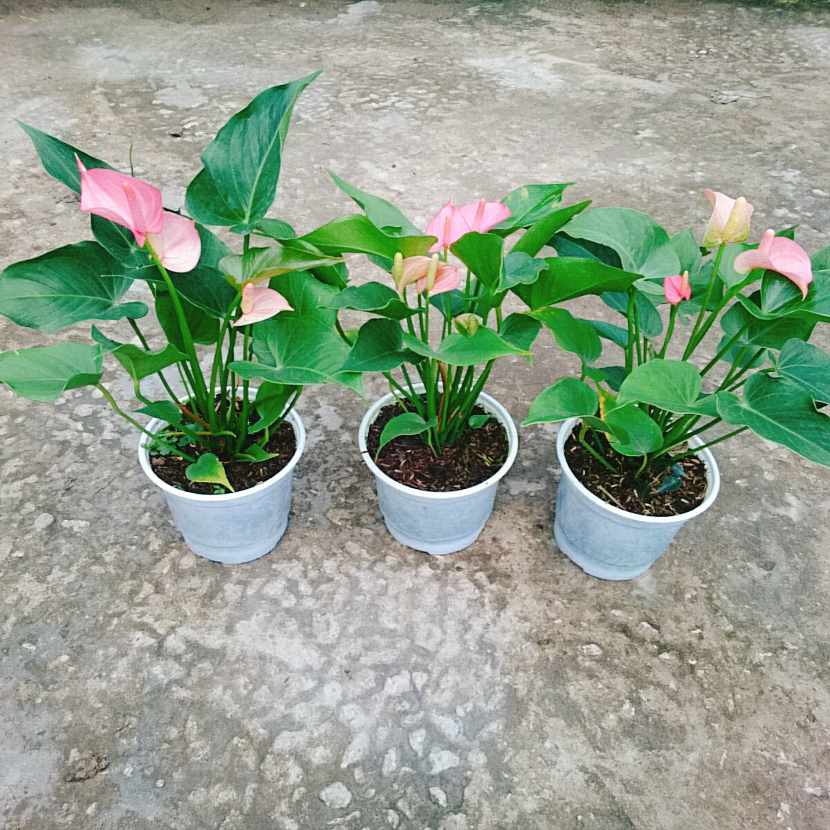 Cây Hồng Môn (Hồng)