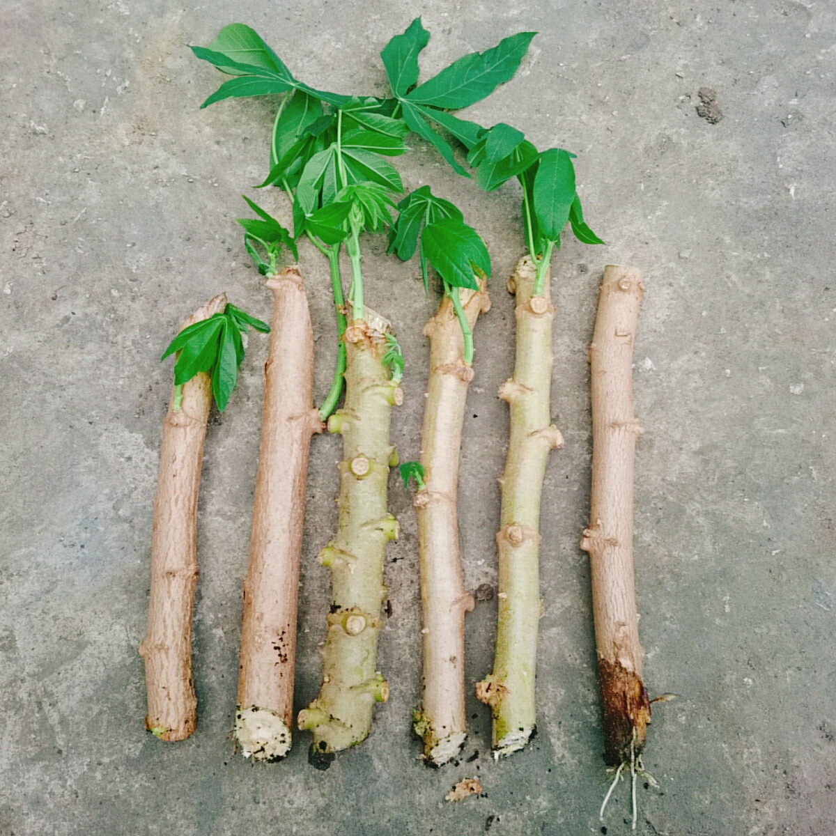 Cây Khoai Mì