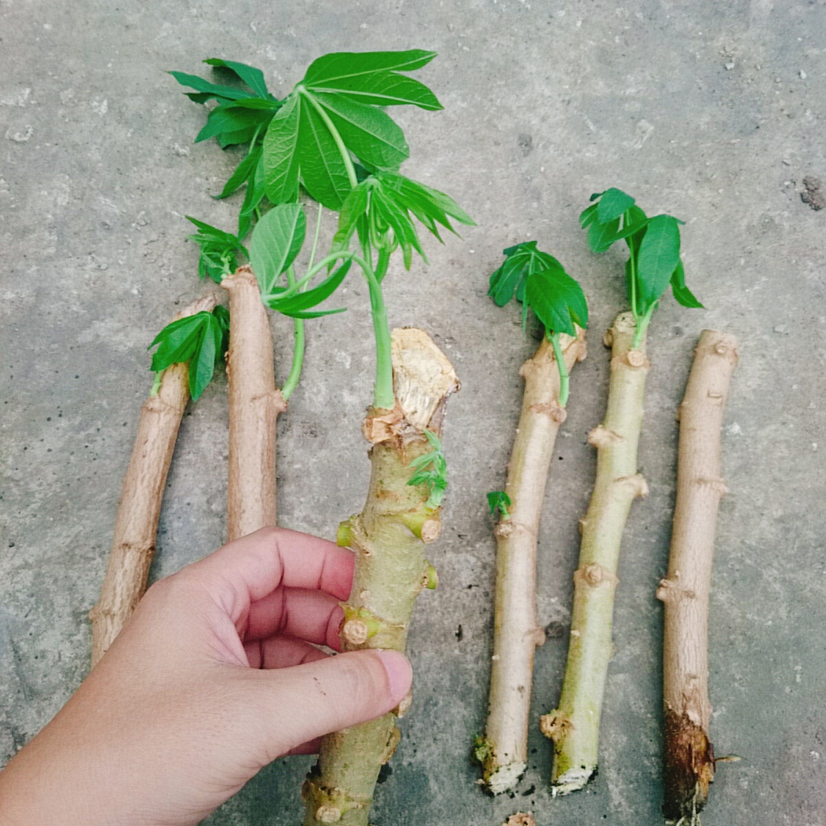 Cây Khoai Mì