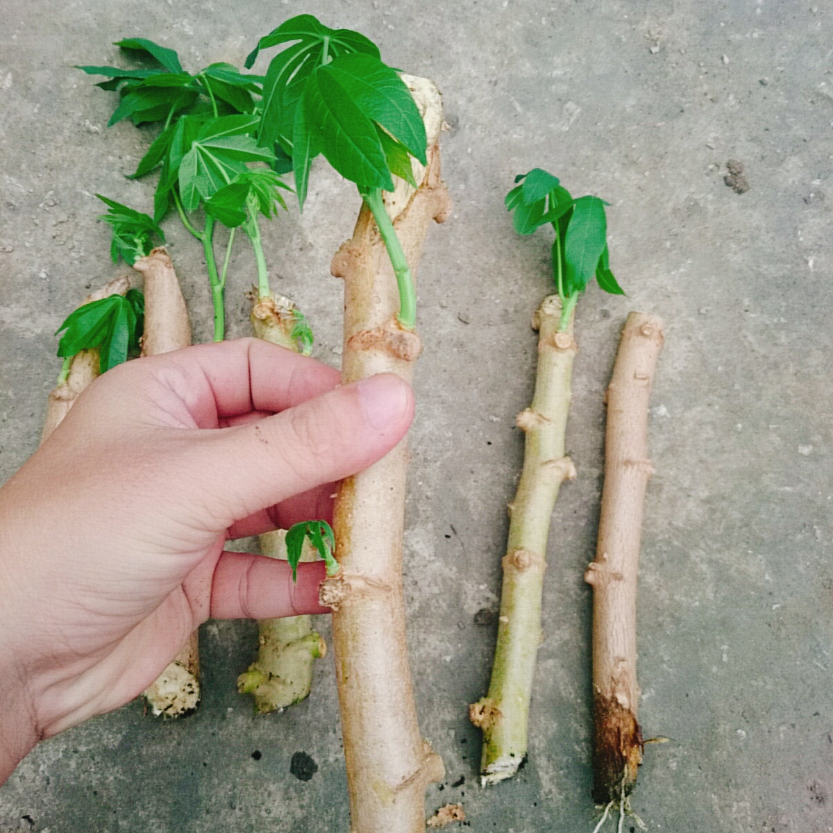 Cây Khoai Mì