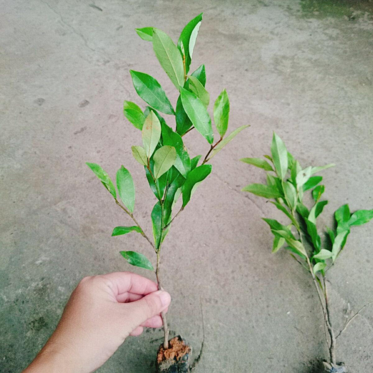 Cây Lan Tiêu