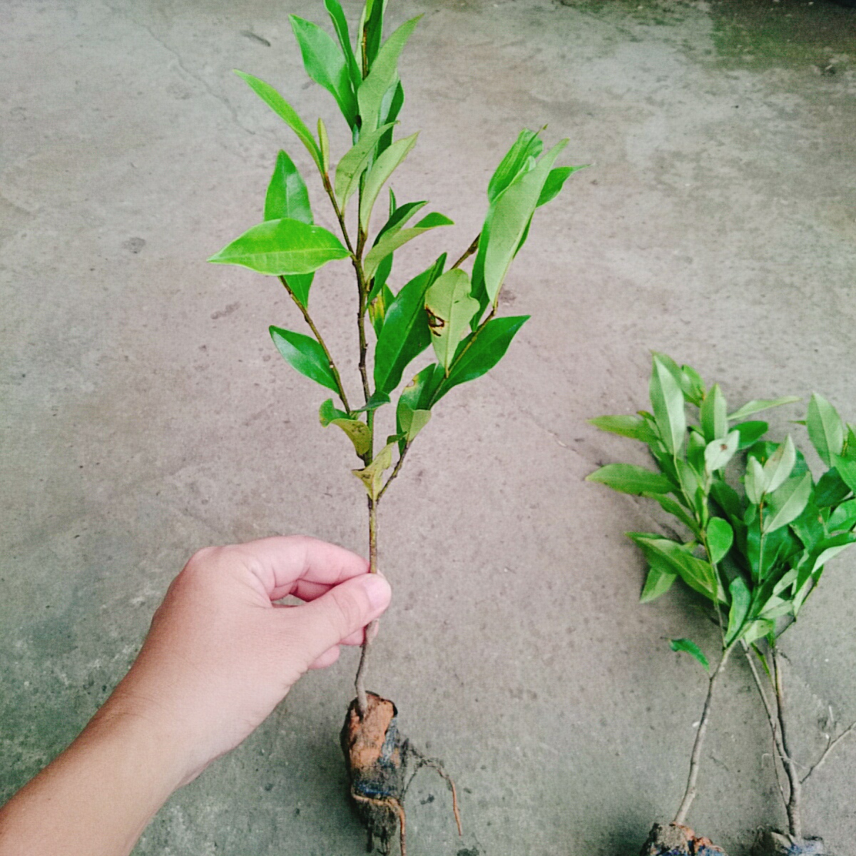 Cây Lan Tiêu