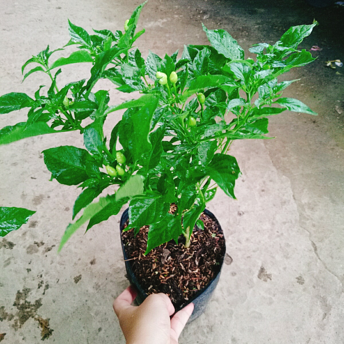 Cây Ớt Peru (Đỏ)