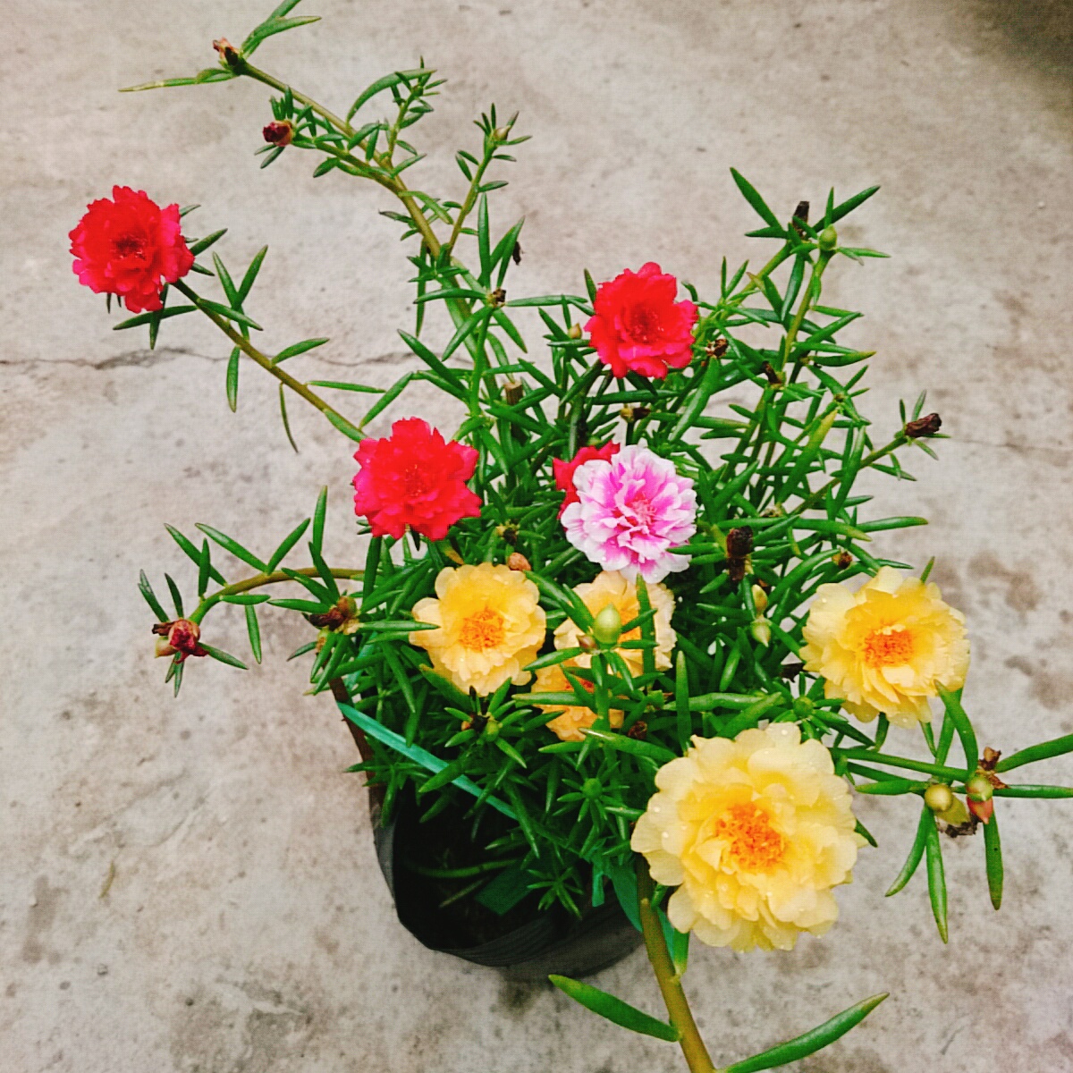 Cây 10h Nhiều Màu