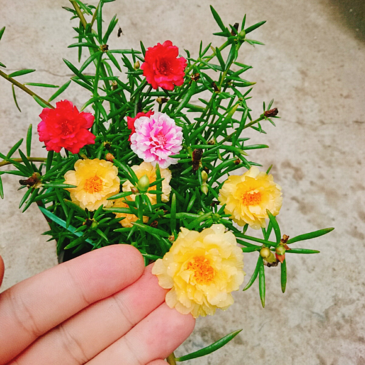 Cây 10h Nhiều Màu