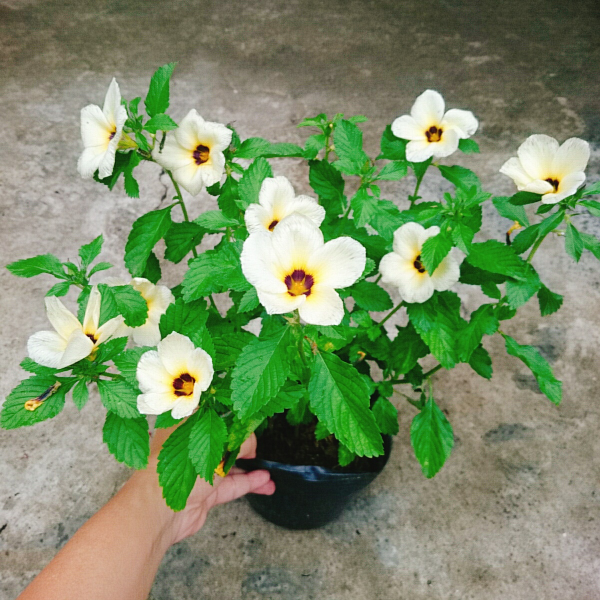 Cây Hoa Dừa Kem