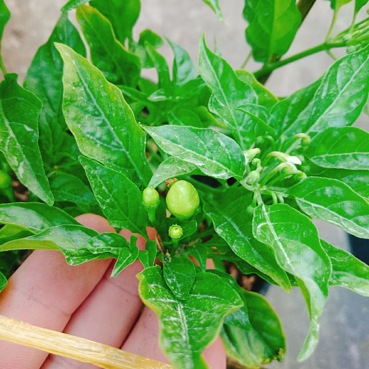 Cây Ớt Peru (Đỏ)