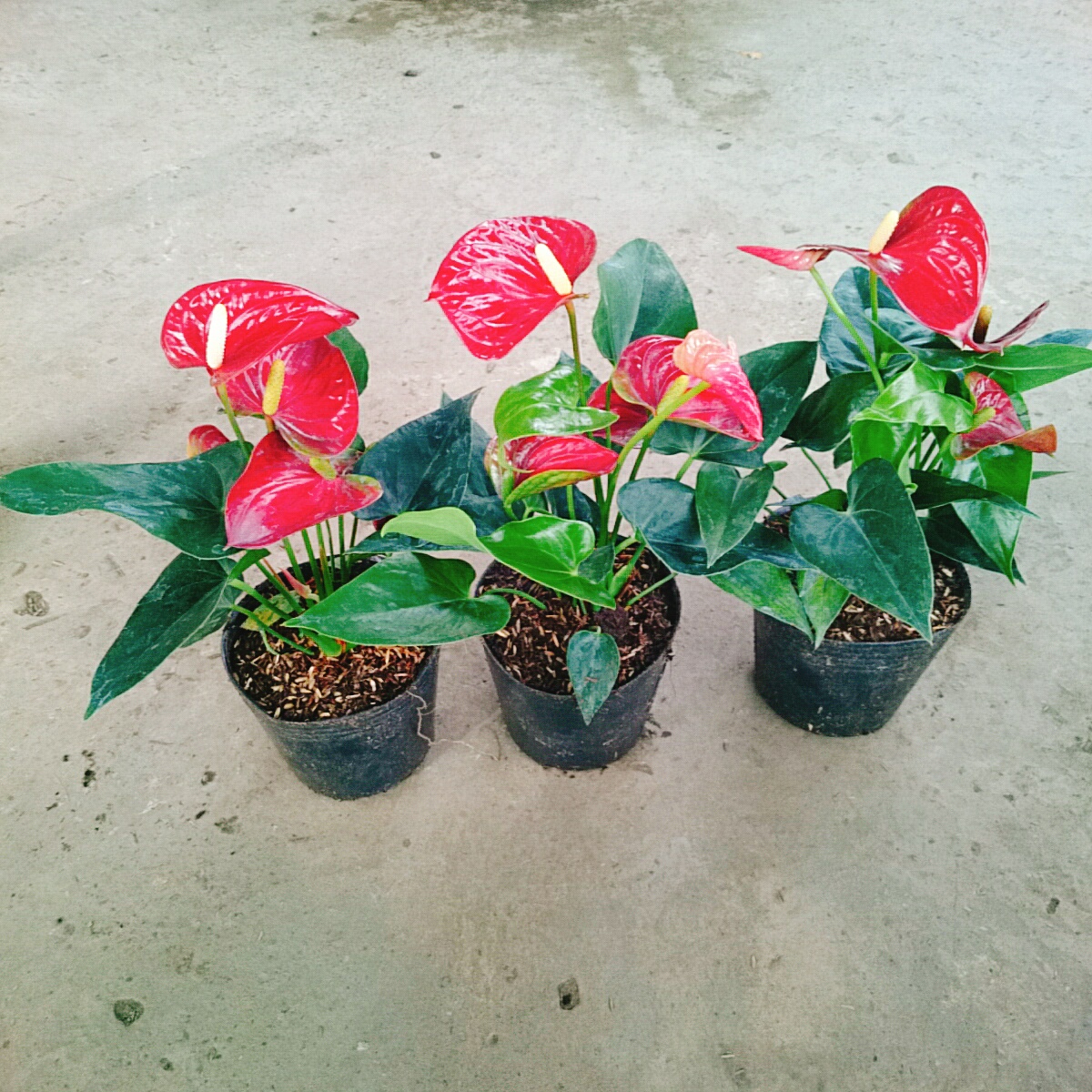 Cây Hồng Môn (Đỏ)