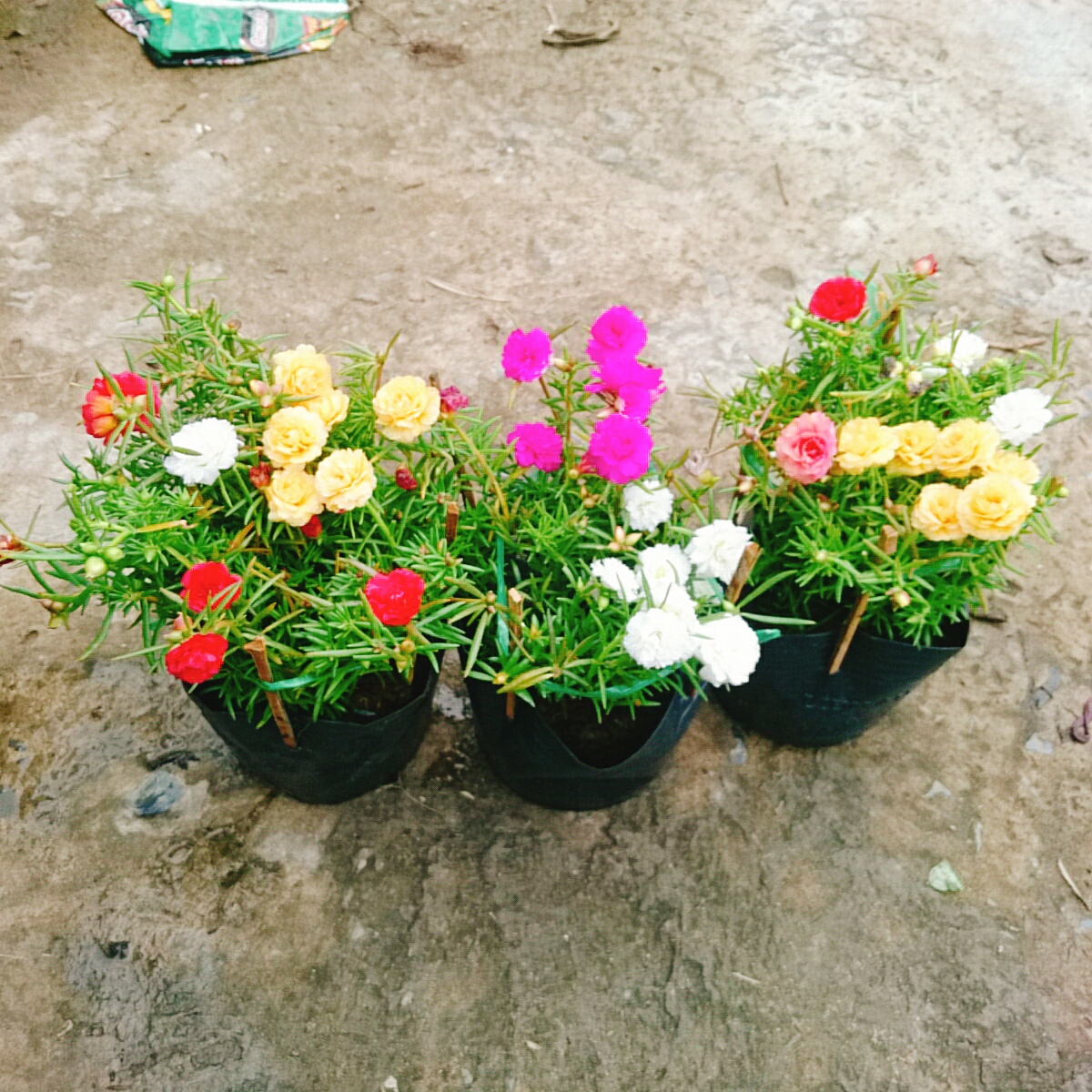 Cây 10h Nhiều Màu