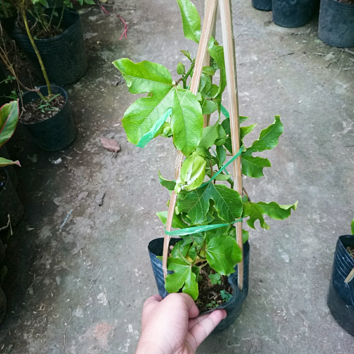 Cây Chanh Dây (Tím)