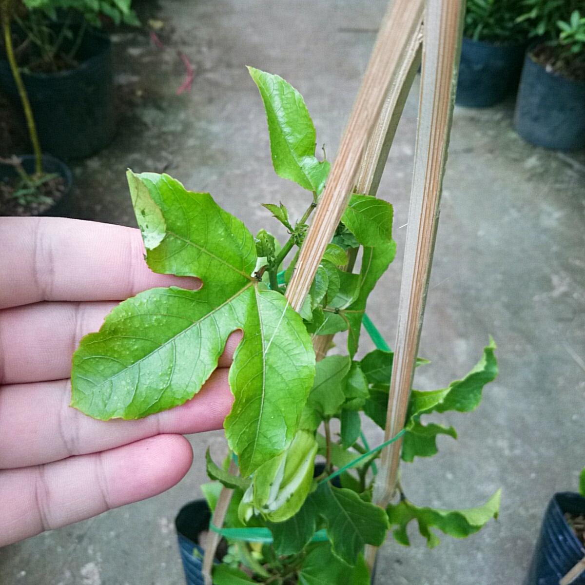 Cây Chanh Dây (Tím)