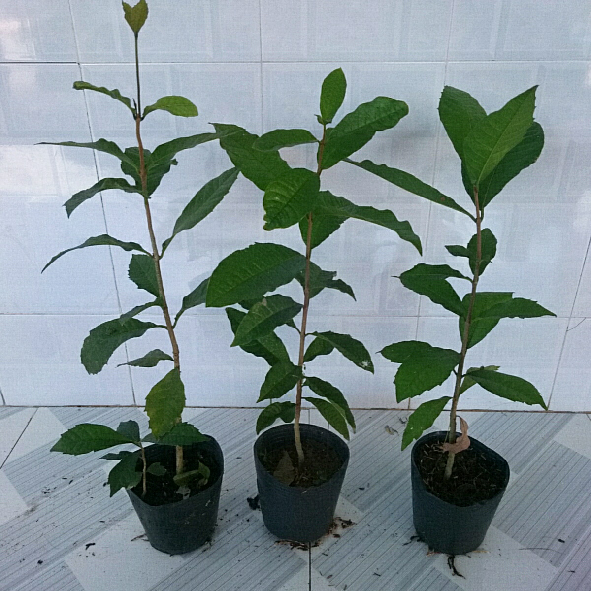 Cây Mai Xanh Thái Lan (Nhỏ)