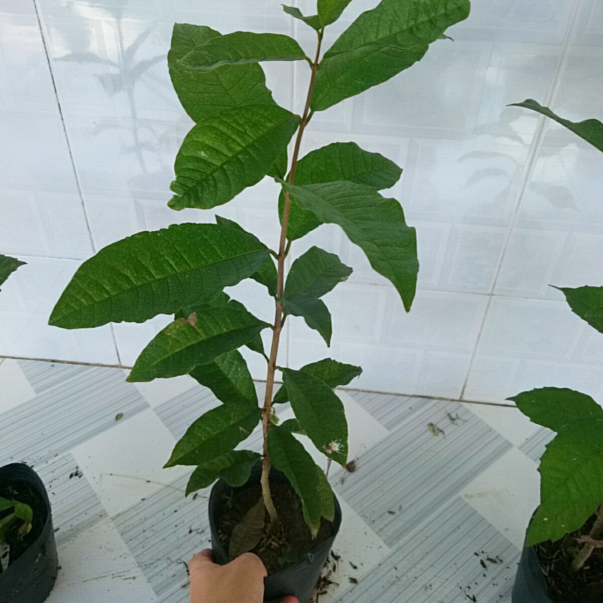 Cây Mai Xanh Thái Lan (Nhỏ)