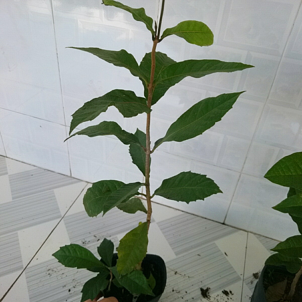 Cây Mai Xanh Thái Lan (Nhỏ)