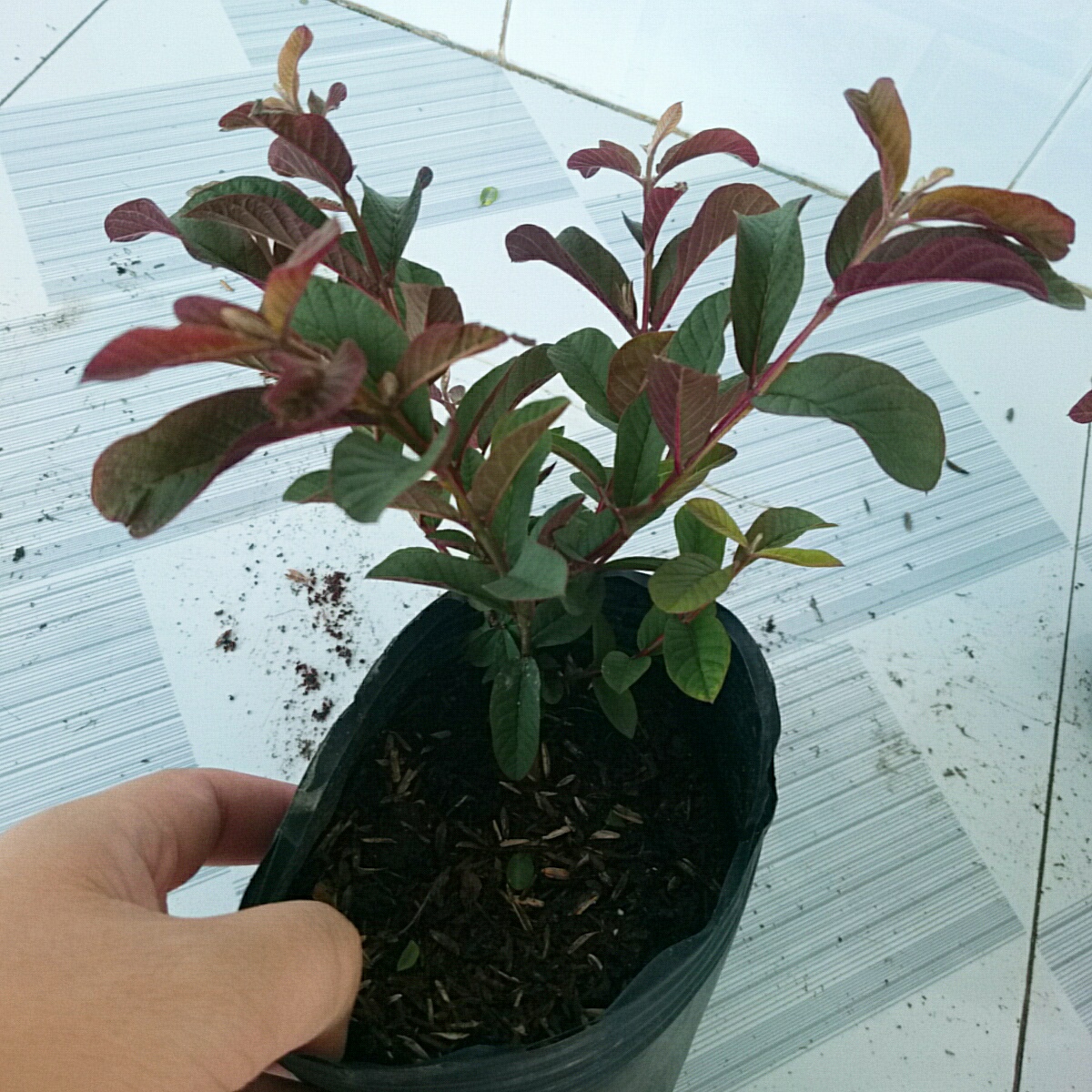 Cây Ổi Tím