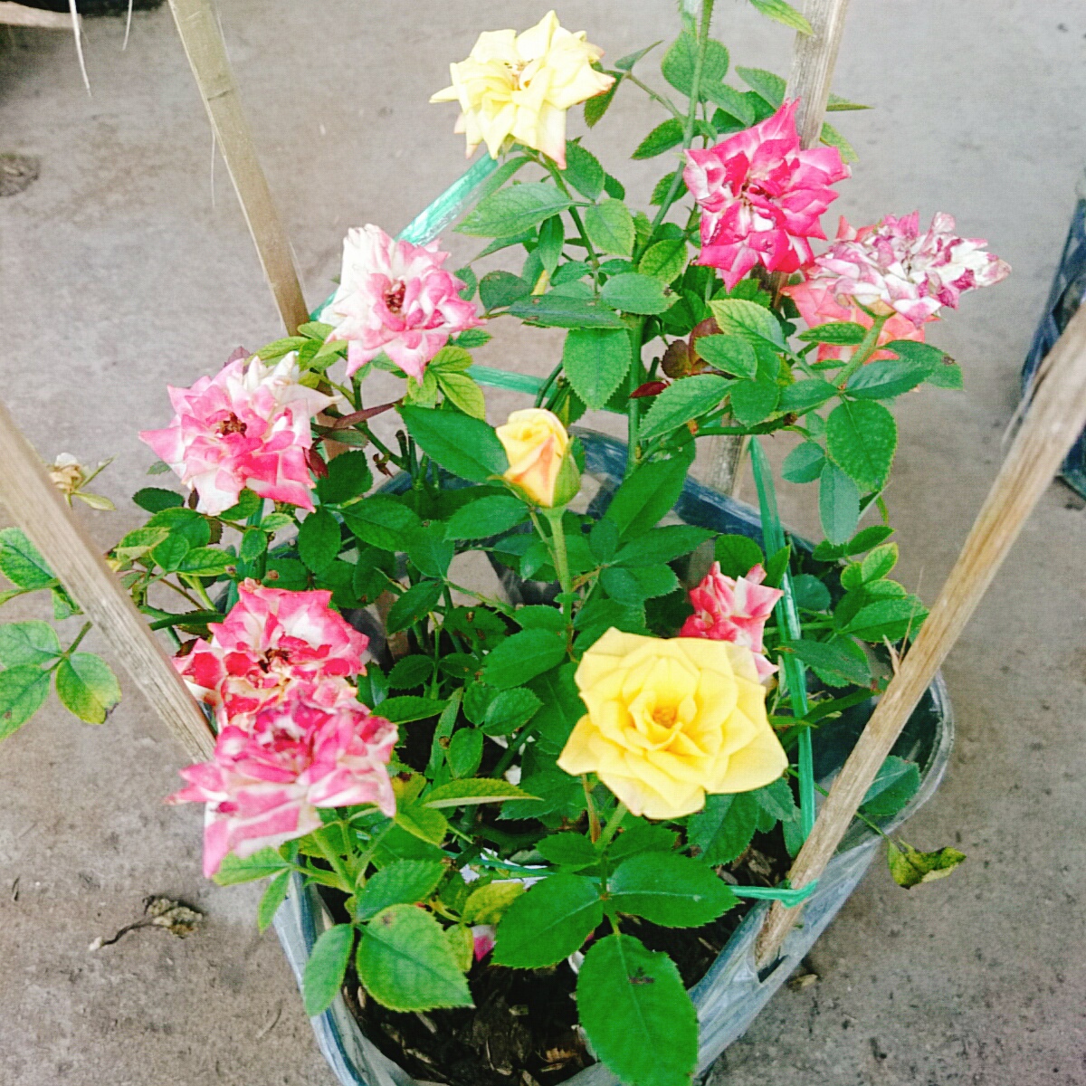 Cây Hồng Đổi Màu