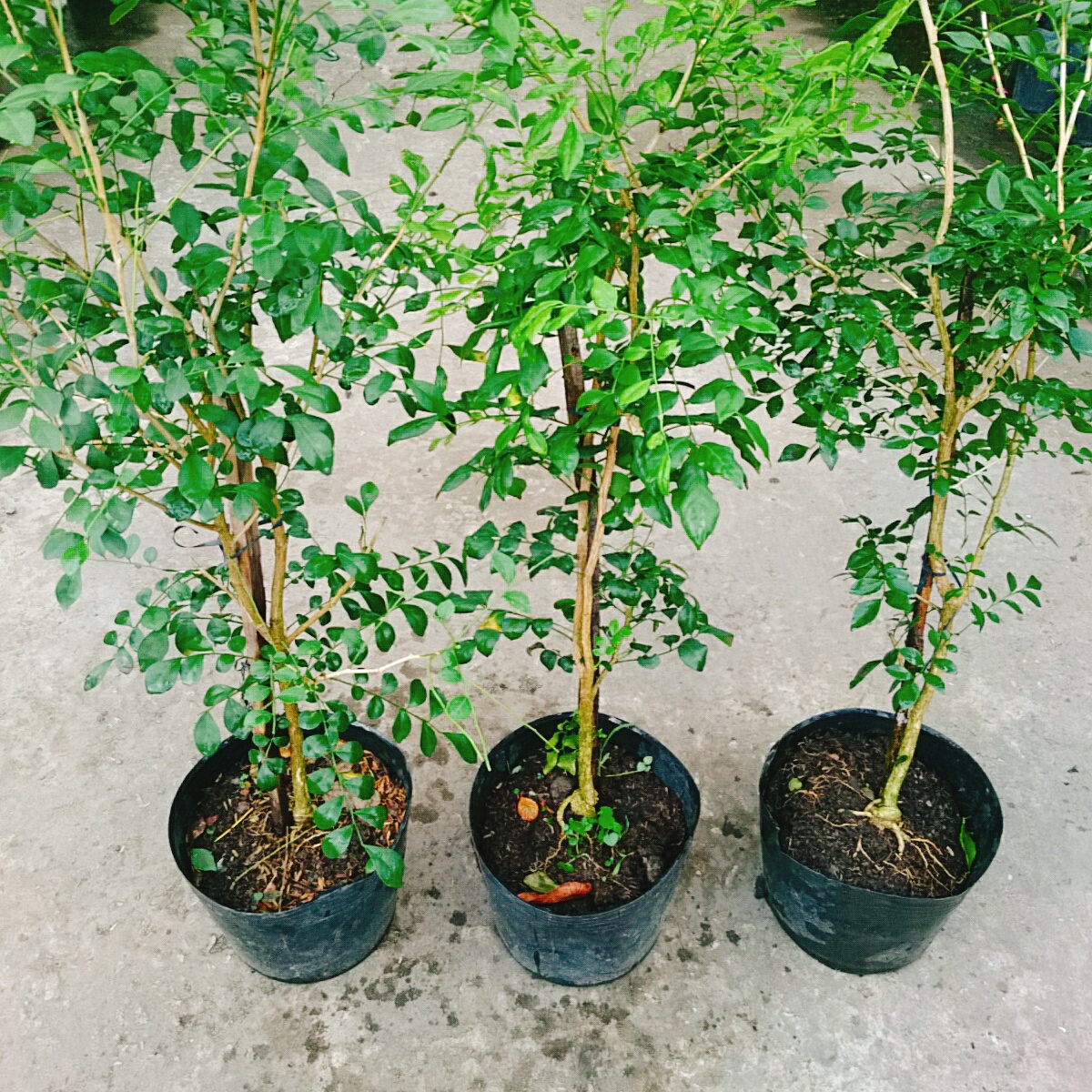 Cây Nguyệt Quế (Lớn 60cm)