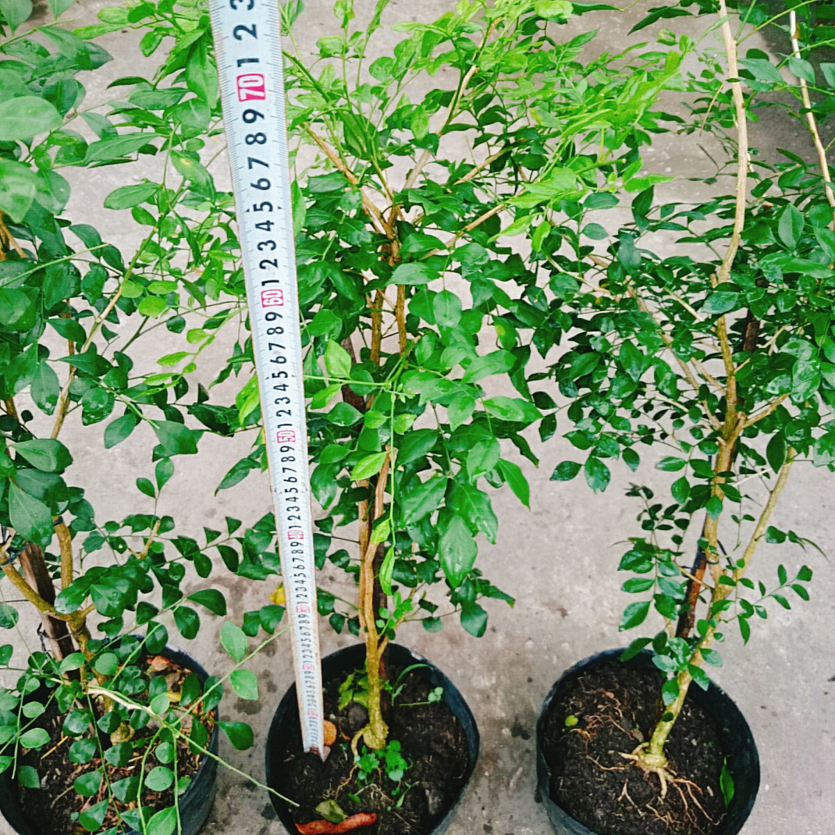 Cây Nguyệt Quế (Lớn 60cm)