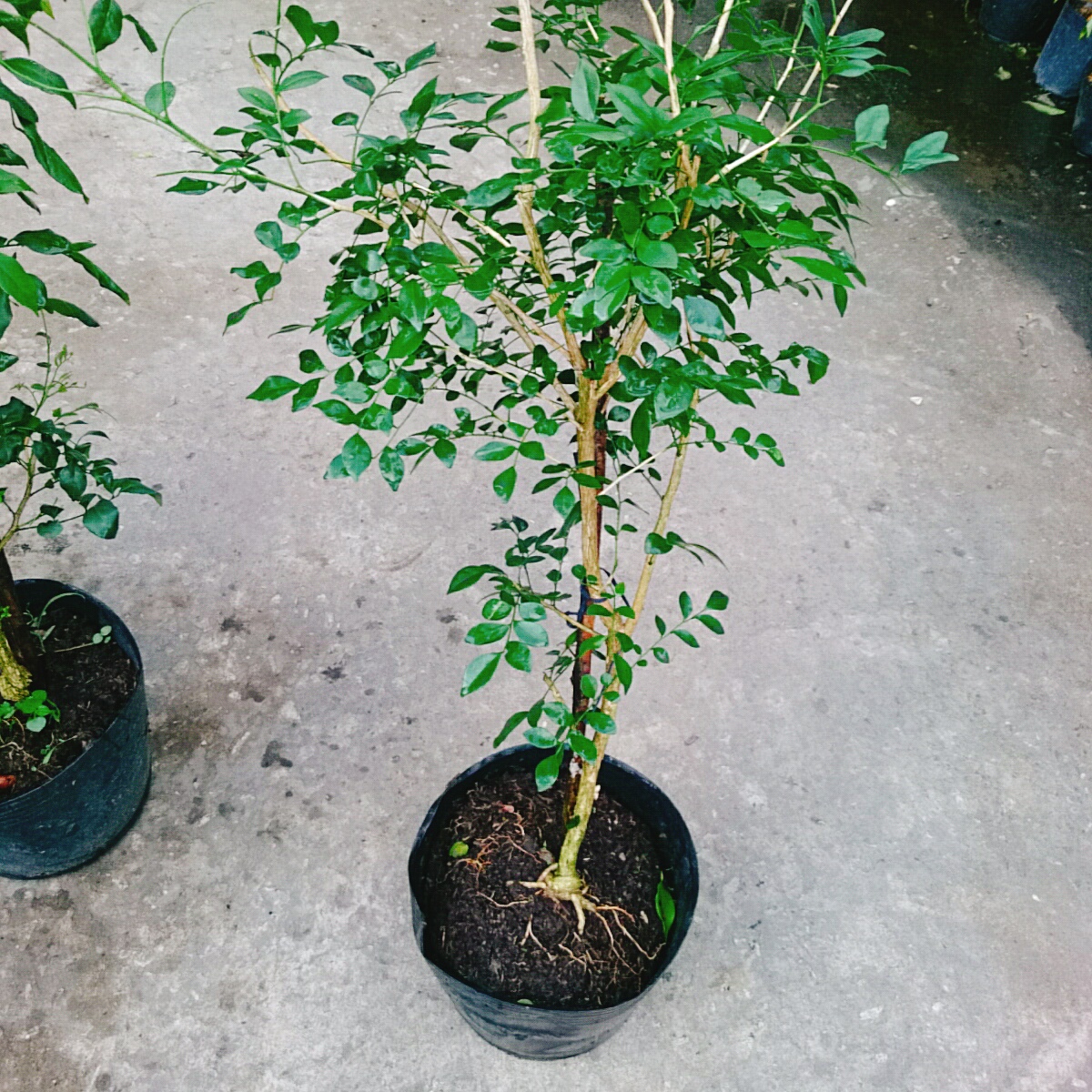 Cây Nguyệt Quế (Lớn 60cm)
