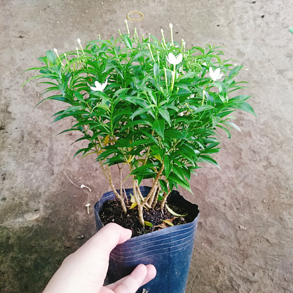 Cây Mai Vạn Phúc