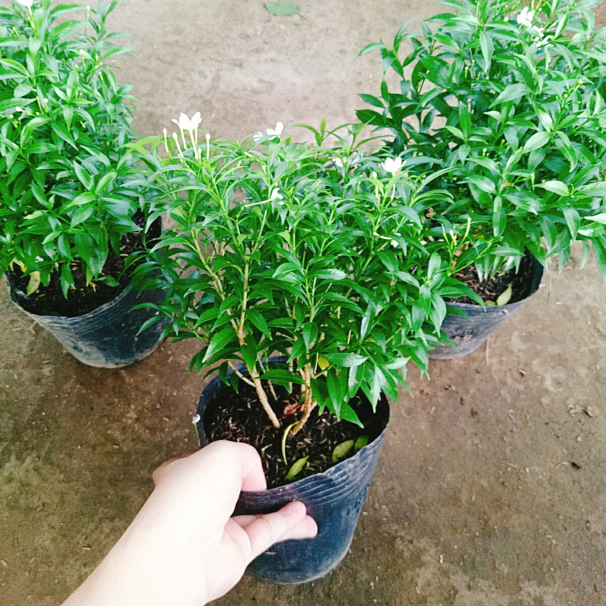 Cây Mai Vạn Phúc