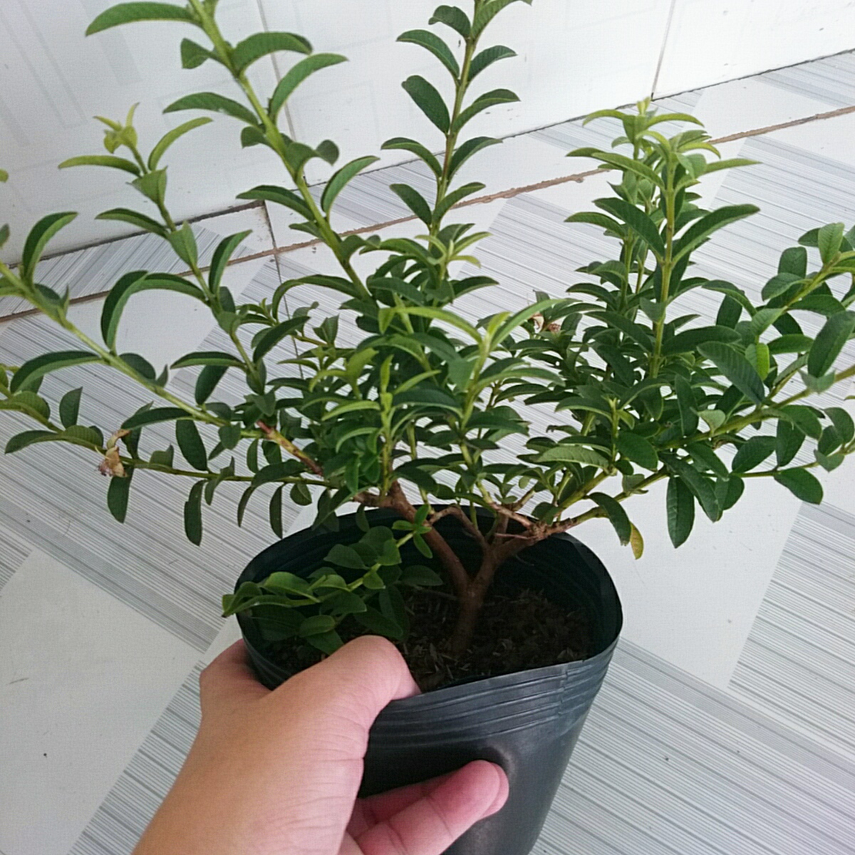 Cây Ổi Lá Kim