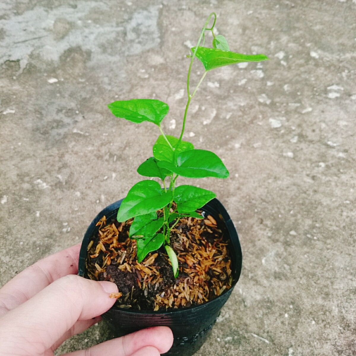 Cây Sương Sâm Trơn