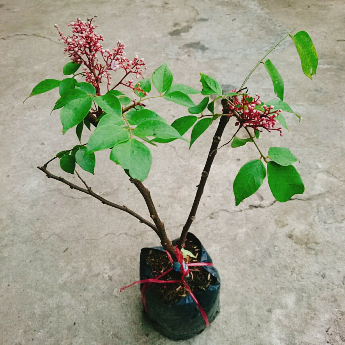 Cây Khế Ngọt