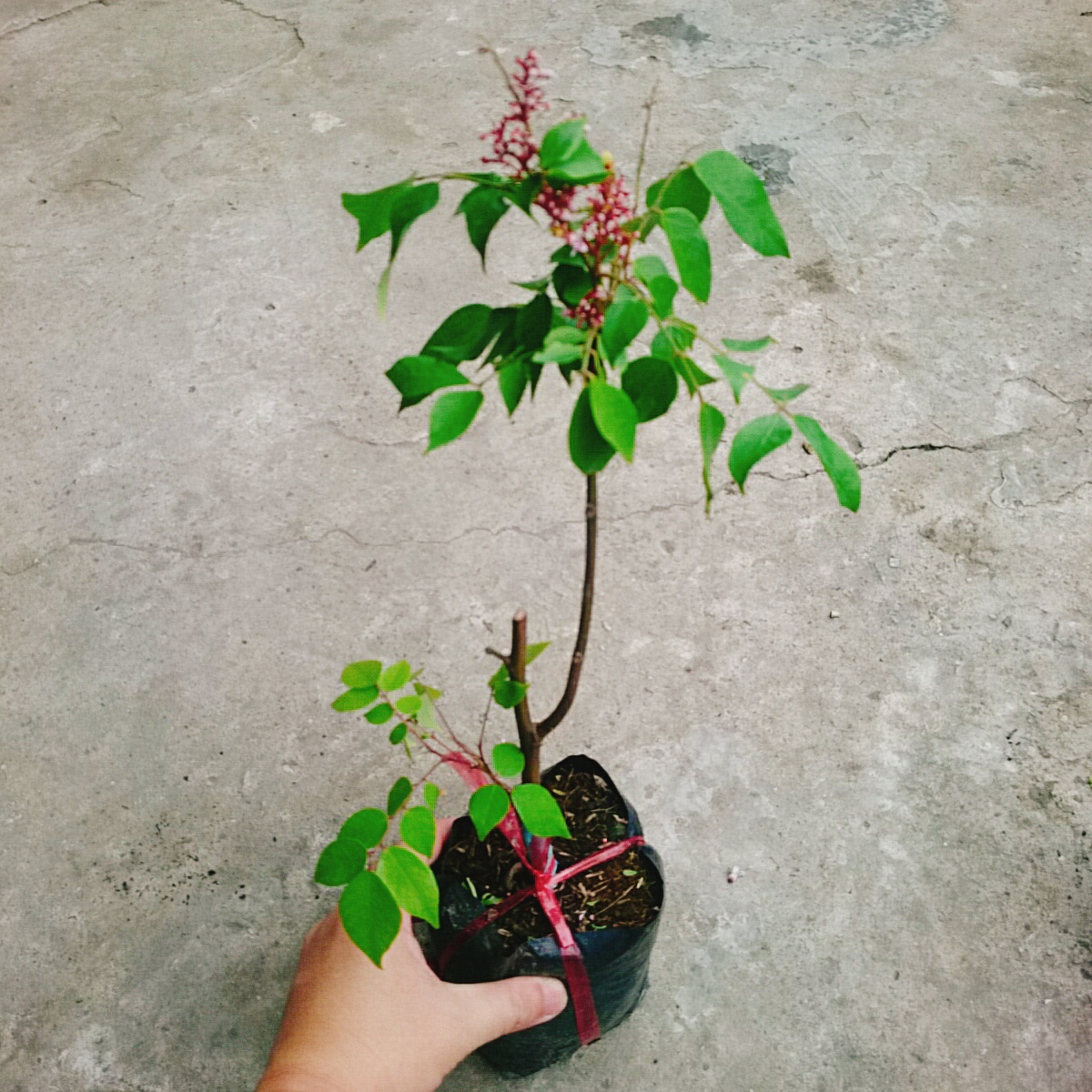 Cây Khế Ngọt