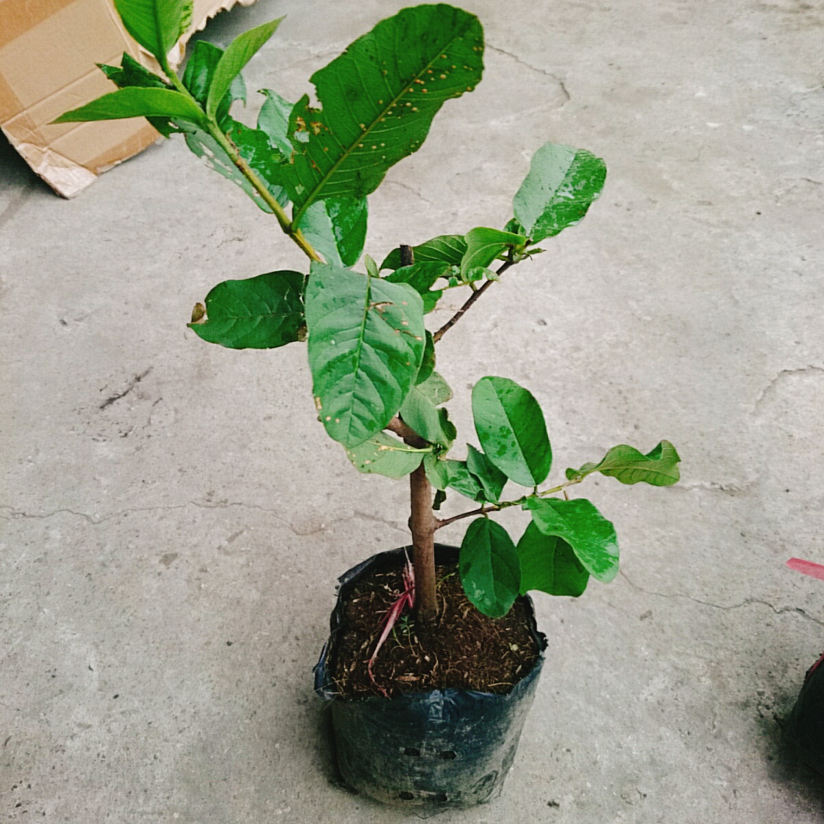Cây Ổi Lê