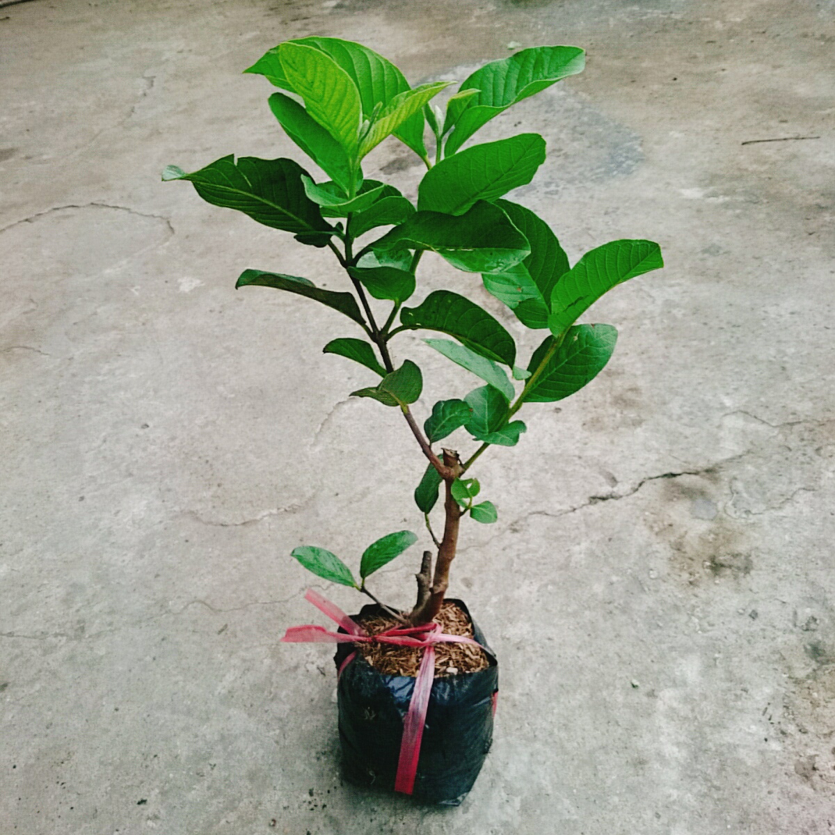 Cây Ổi Lê