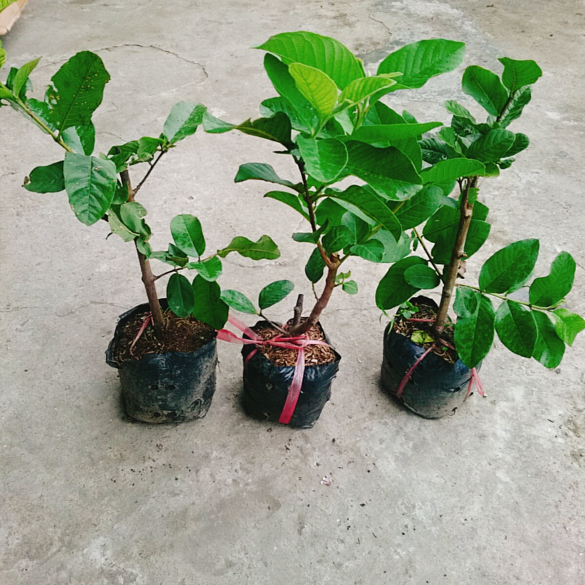 Cây Ổi Lê