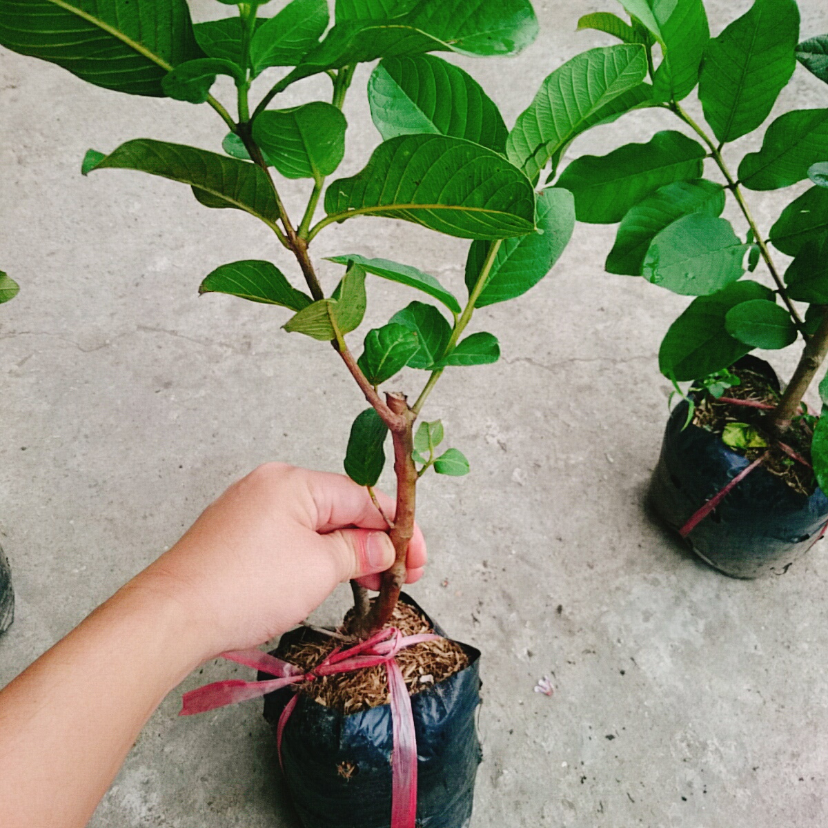 Cây Ổi Lê